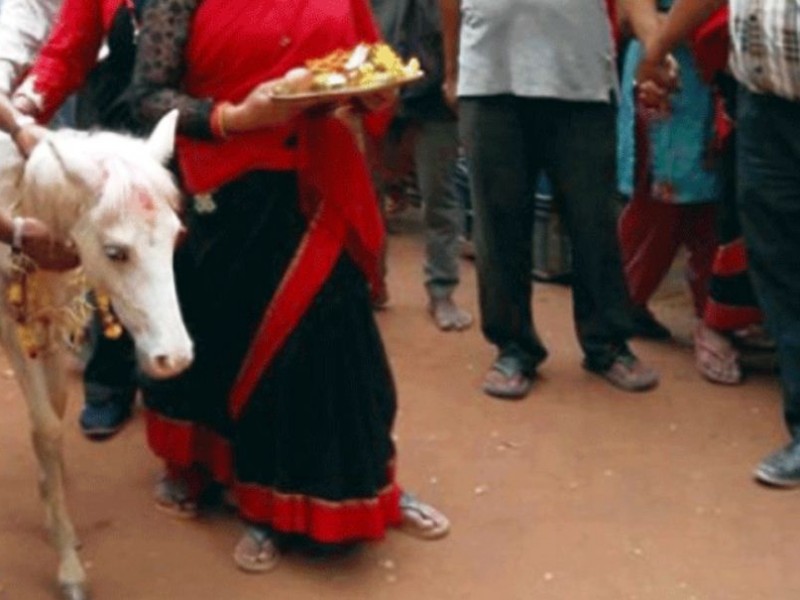 तलेजुको वाहन सेतो घोडाको जात्रा सम्पन्न 